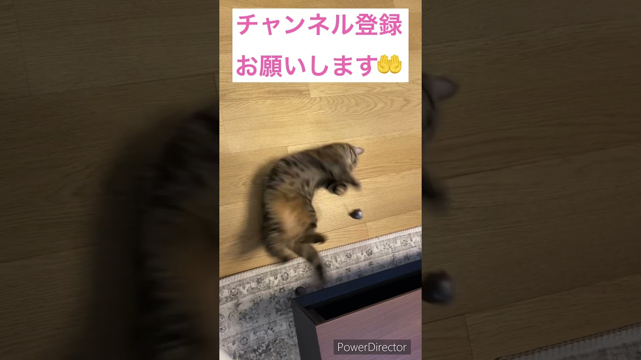 猫じゃらしで遊ぶ短足マンチカン(A short-legged munchkin playing with a cat toy