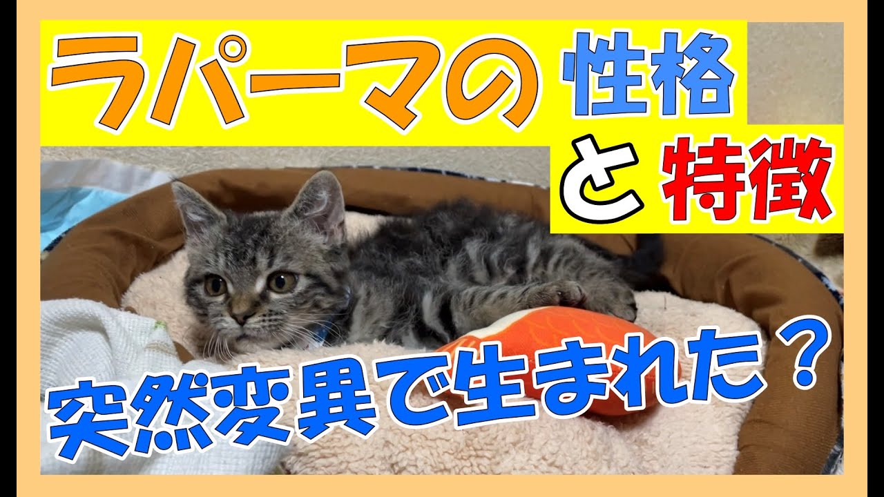 ラパーマの性格と特徴！実際に飼ってみて分かった事【【ラパーマを飼いたい人の為の動画】