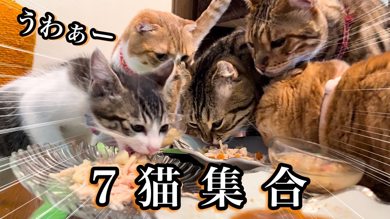 子猫に初めての特別ディナーをあげたら先住猫そっちのけで大食いが始まりましたwww【預かり保護猫】
