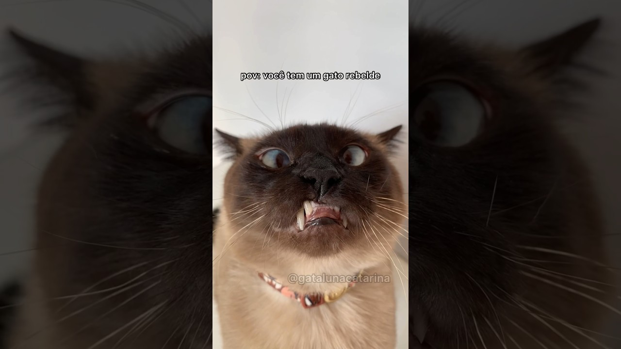 GATO REBELDE! 🤯 #gatalunacatarina #comedia #gatos
