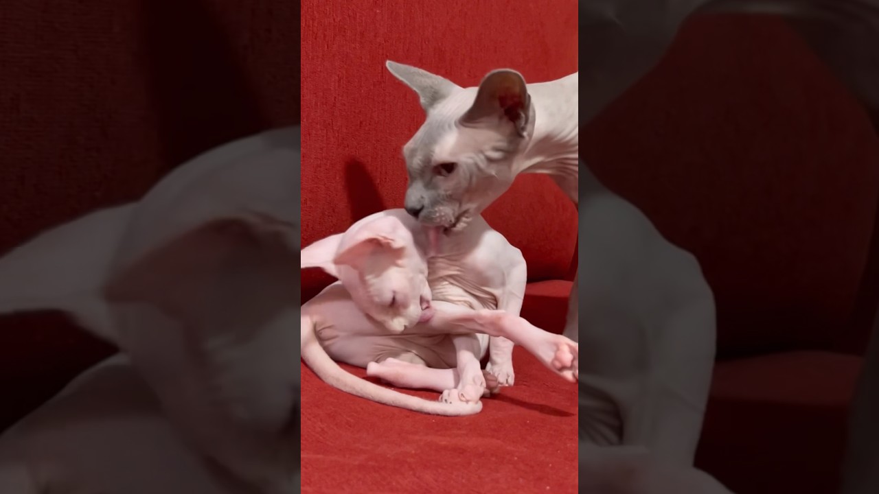 【イクメン】新入り子猫の毛繕いを手伝う優しい毛のない猫【スフィンクス猫】