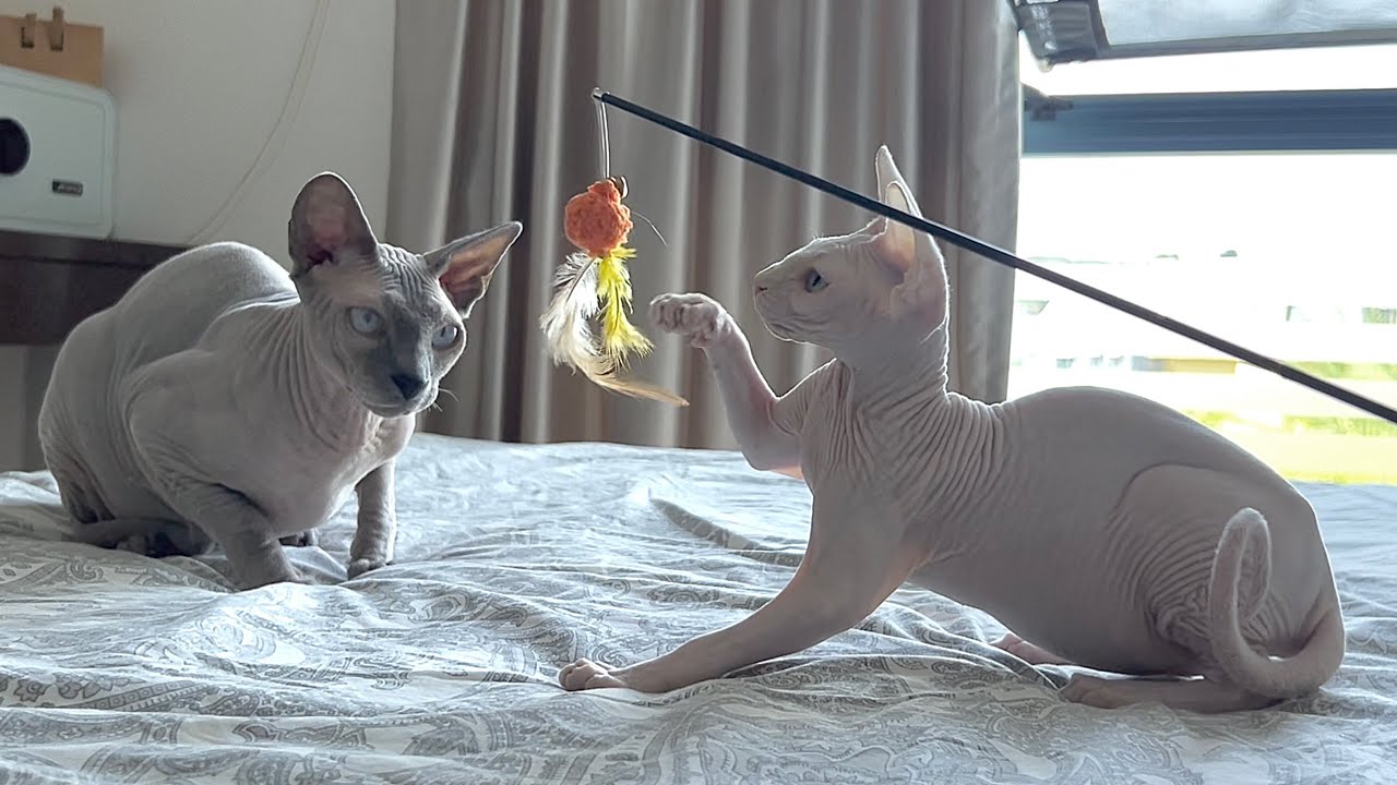 自分のお気に入りの玩具で遊ぶ新入り子猫を見た先住猫の反応が意外すぎた！【スフィンクス猫】