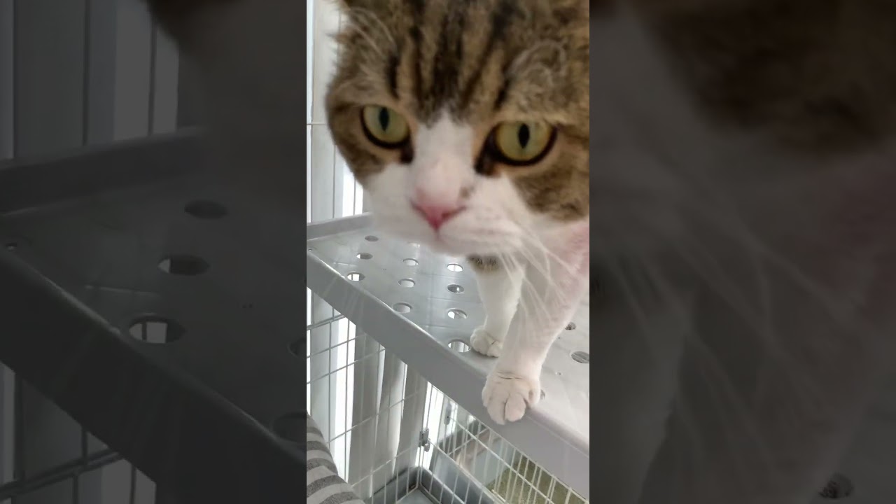 近くない？#スコティッシュフォールド #スコティッシュ #トム #猫好きさんと繋がりたい #癒され猫 #ねこかわいい #猫になりたい #猫のいる暮らし #癒し #ペットモデル大募集 #shorts