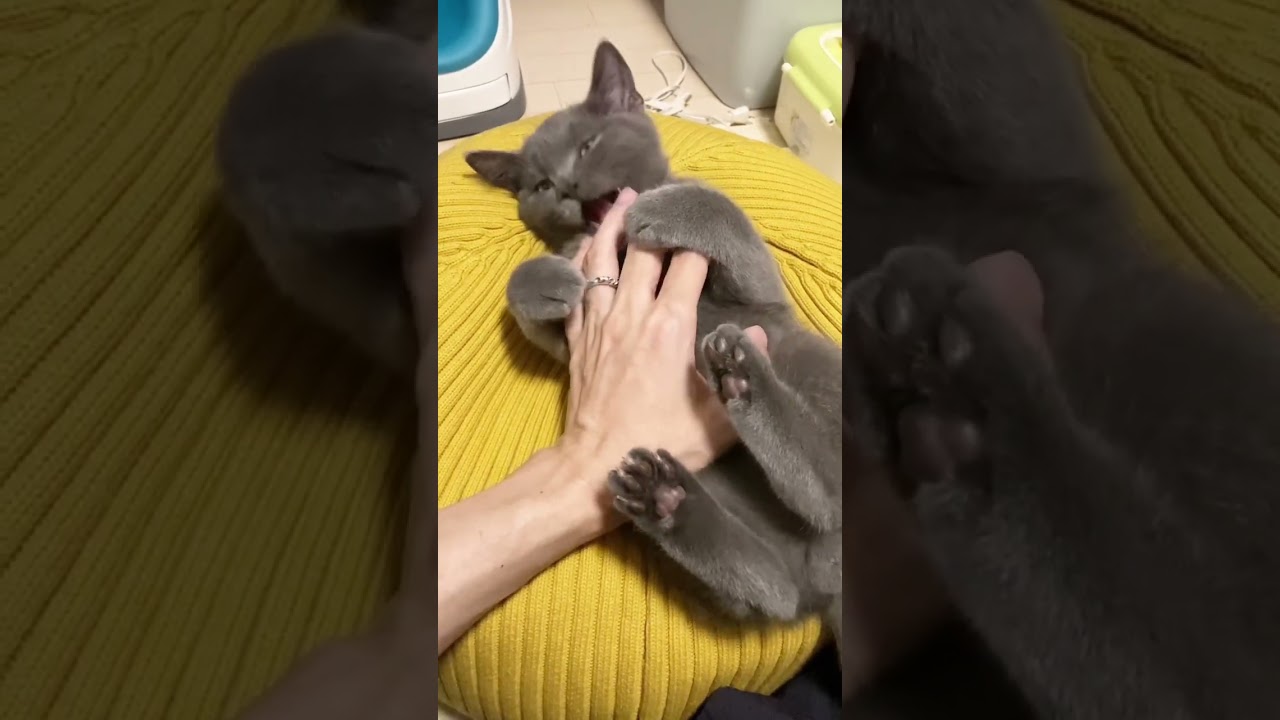 猫動画【甘噛み肉球】🐱 #shorts