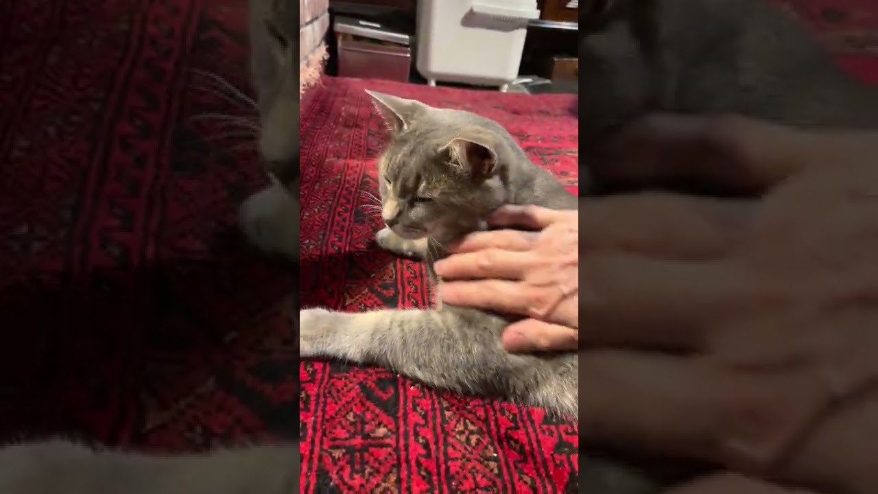 #風の猫　首輪を外されるのは嫌だなぁ..　という顔をする猫…　#shorts