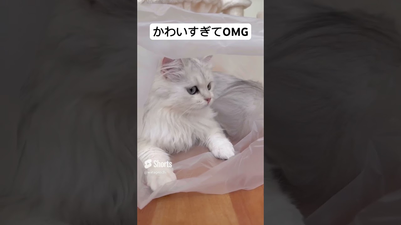 【ペルシャ猫】こんなかわいい猫見た事ない #shorts #newjeans #funny #cat #おすすめ