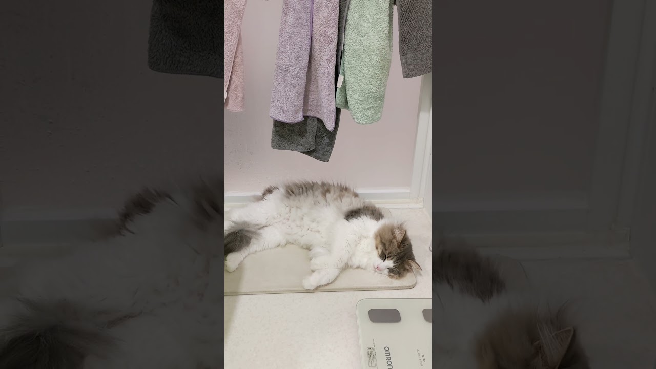 水の音が好きすぎる猫。時間限定お気に入りの場所。【ノルウェージャンフォレストキャット】＃Shorts