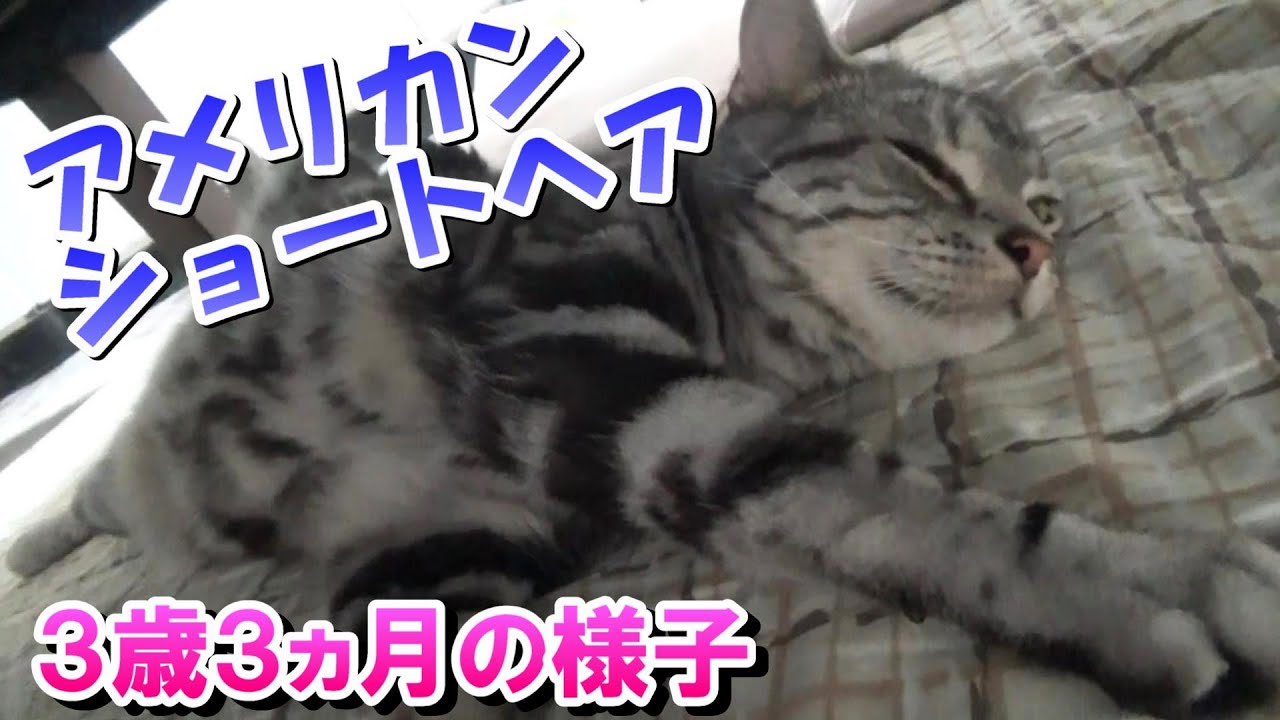 ３歳３ヵ月の様子　（アメリカンショートヘア）