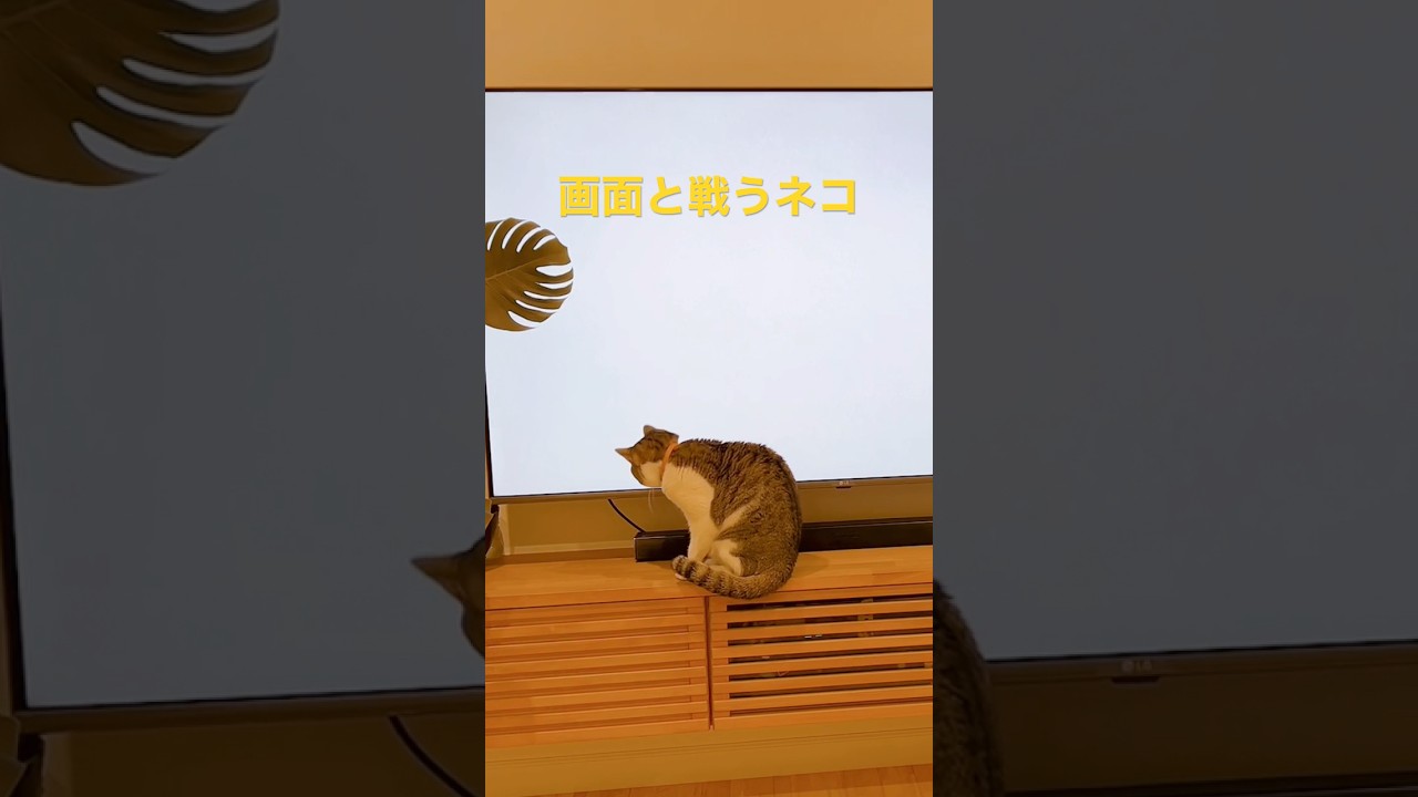 【消える敵とネコの負けられない戦い】 #猫のいる暮らし #cat #vlog #猫 #catlover #catvideos #japanese #cats #cute #life