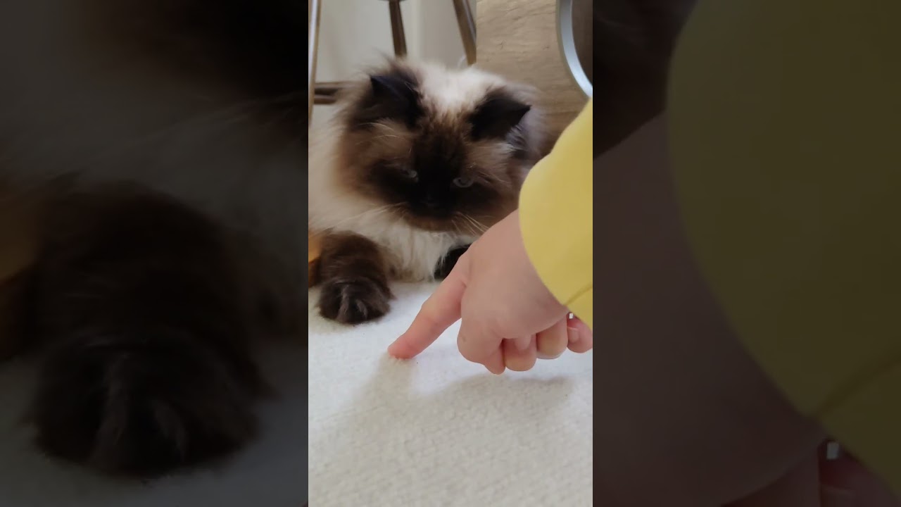 【ヒマラヤン】手を触りたい主と触られたくない猫の攻防戦