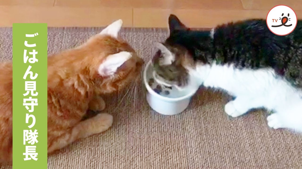 ぼくが見てるから安心して食べてね 🐱 え？見てるだけだよ？ 💦【PECO TV】