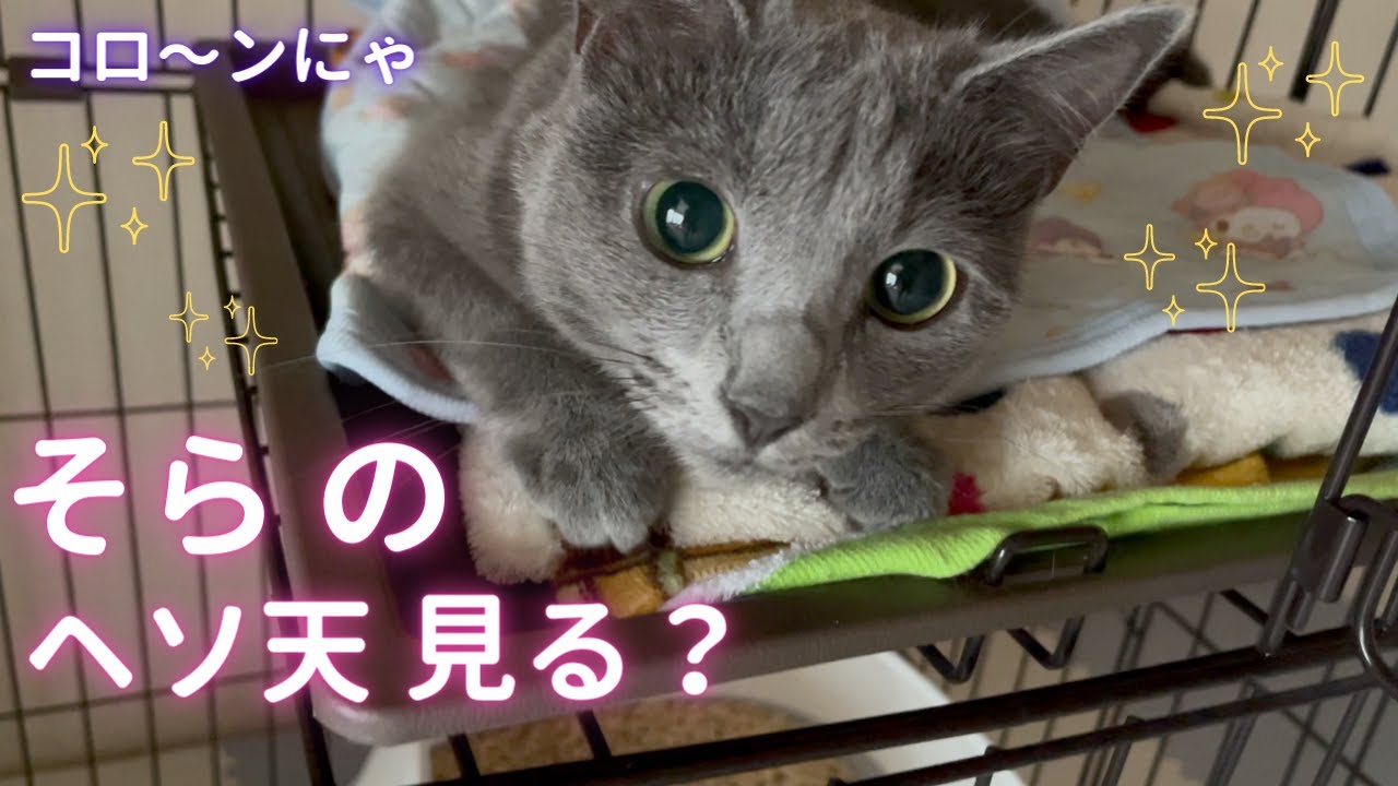 そらのキュン攻撃でママ撃沈①（ロシアンブルー）