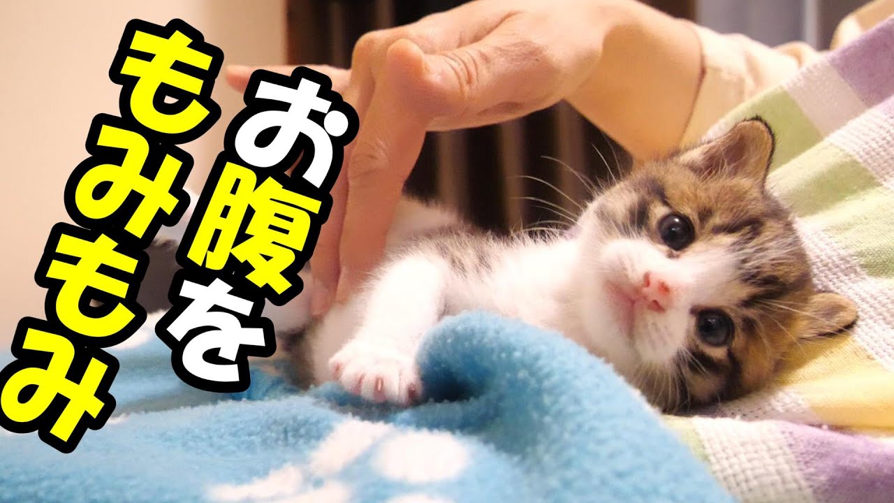【ひとりぼっちだった子猫】便秘気味の子猫のお腹をもみもみ運動【赤ちゃん猫　保護猫】