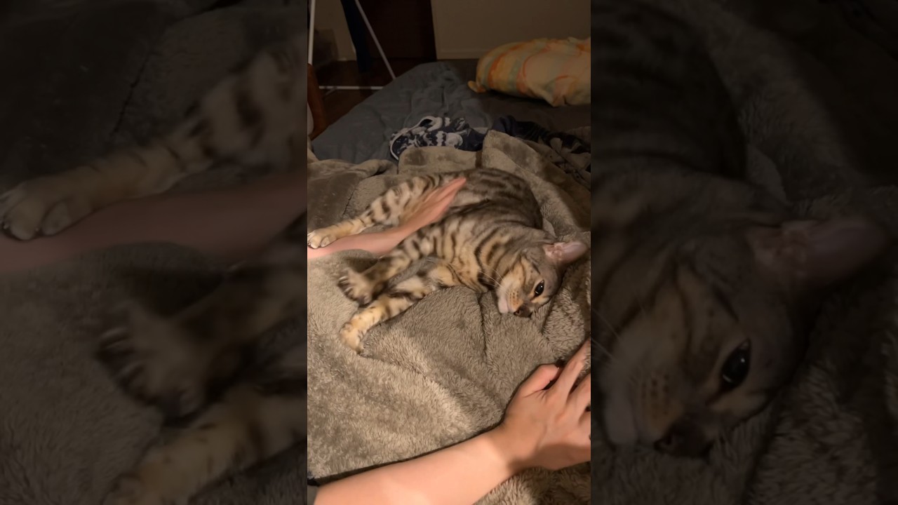 飼い主に撫でられて赤ちゃん返りする猫 #ベンガル #ルトロゼ #猫