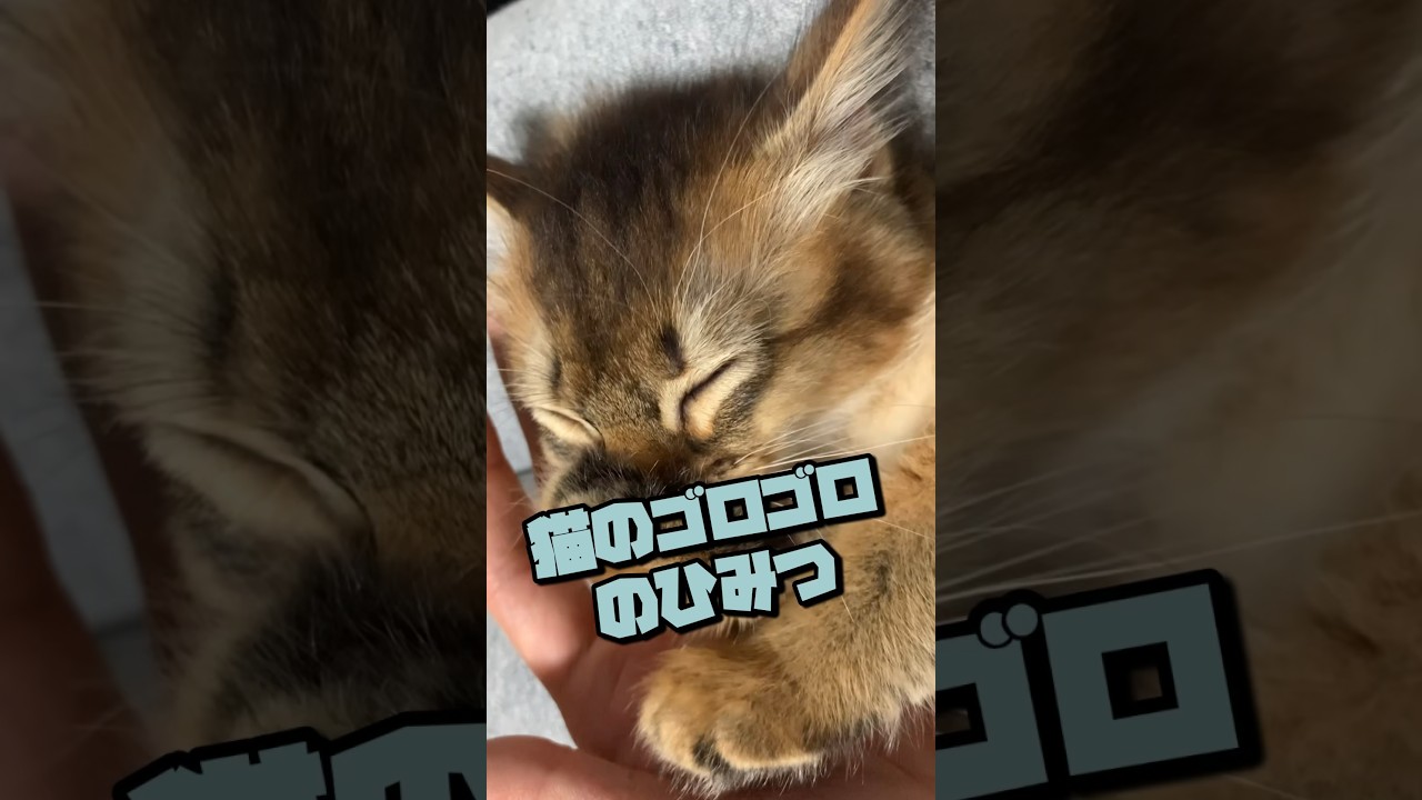 猫のゴロゴロの秘密