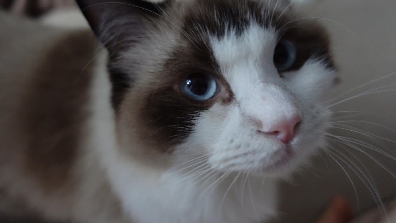 【ラグドール】朝ごはんは貴重なブラッシングタイムです【猫】