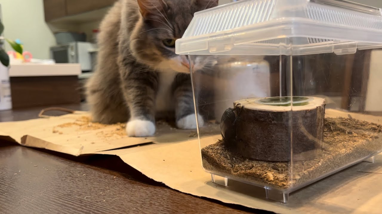 成虫になったオオクワガタに釘付けの猫　ノルウェージャンフォレストキャット　A cat glued to a stag beetle