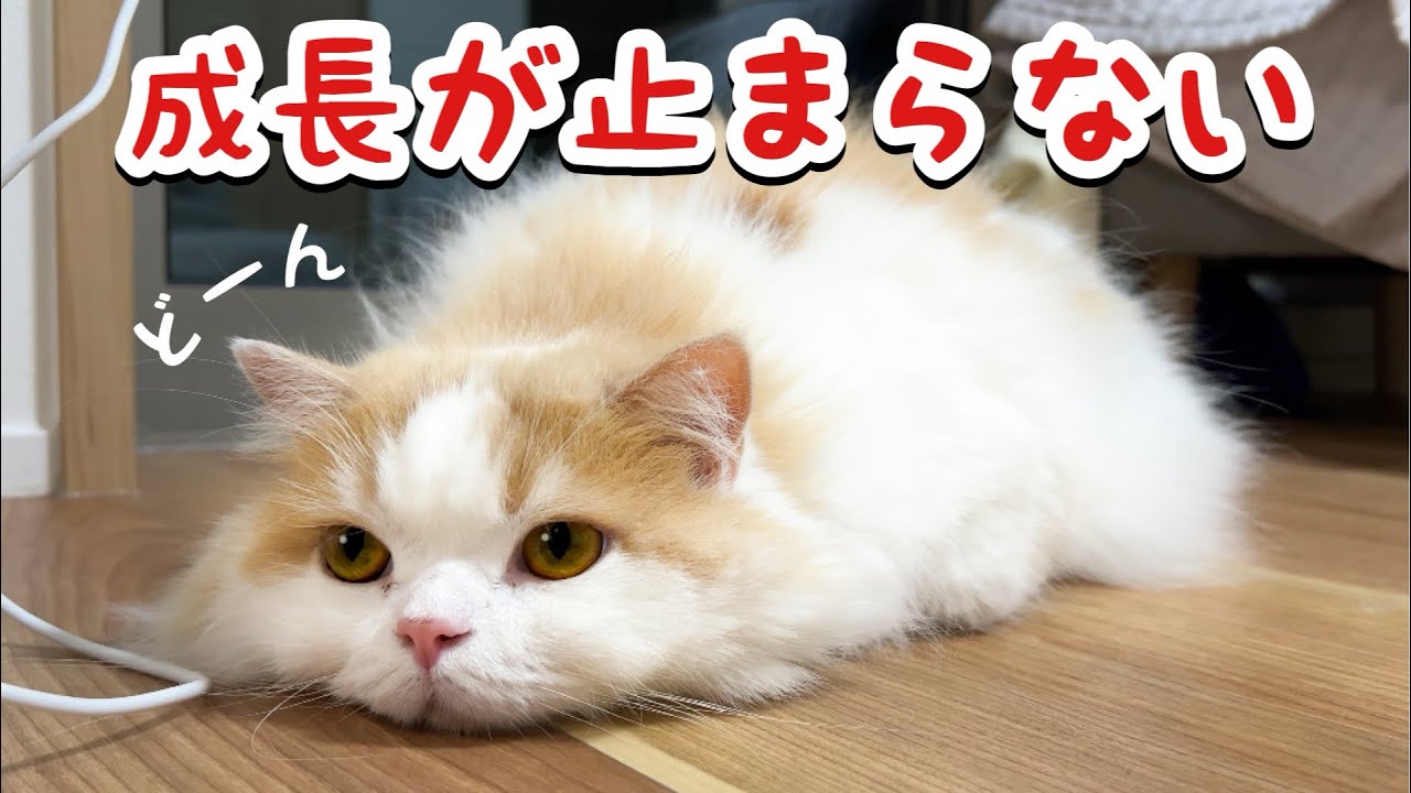4歳になっても成長し続ける猫の体重をはかったら凄かったw