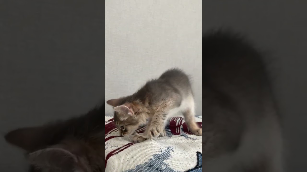 ソマリ 可愛い女の子