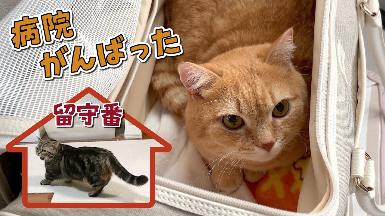 兄猫が病院に行ってひとりぼっちが耐えられない寂しがり屋の弟猫