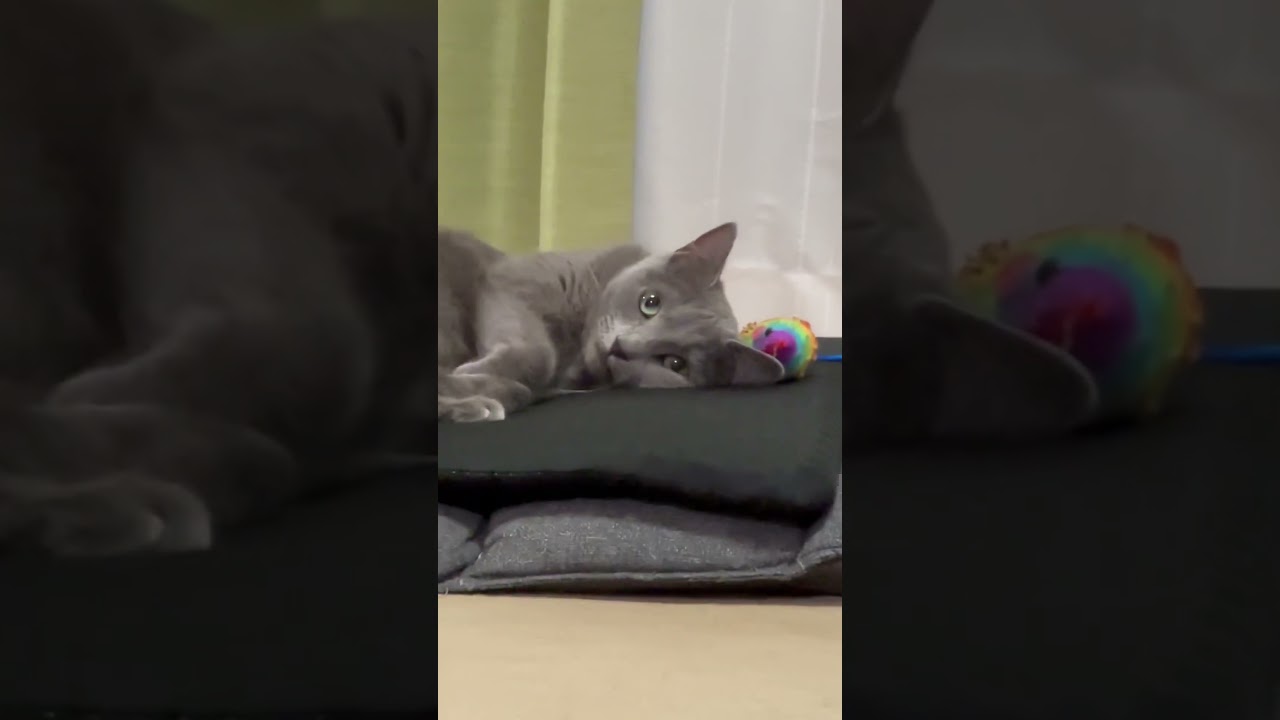 寝ているだけで目力が強い猫（ロシアンブルー）#shorts