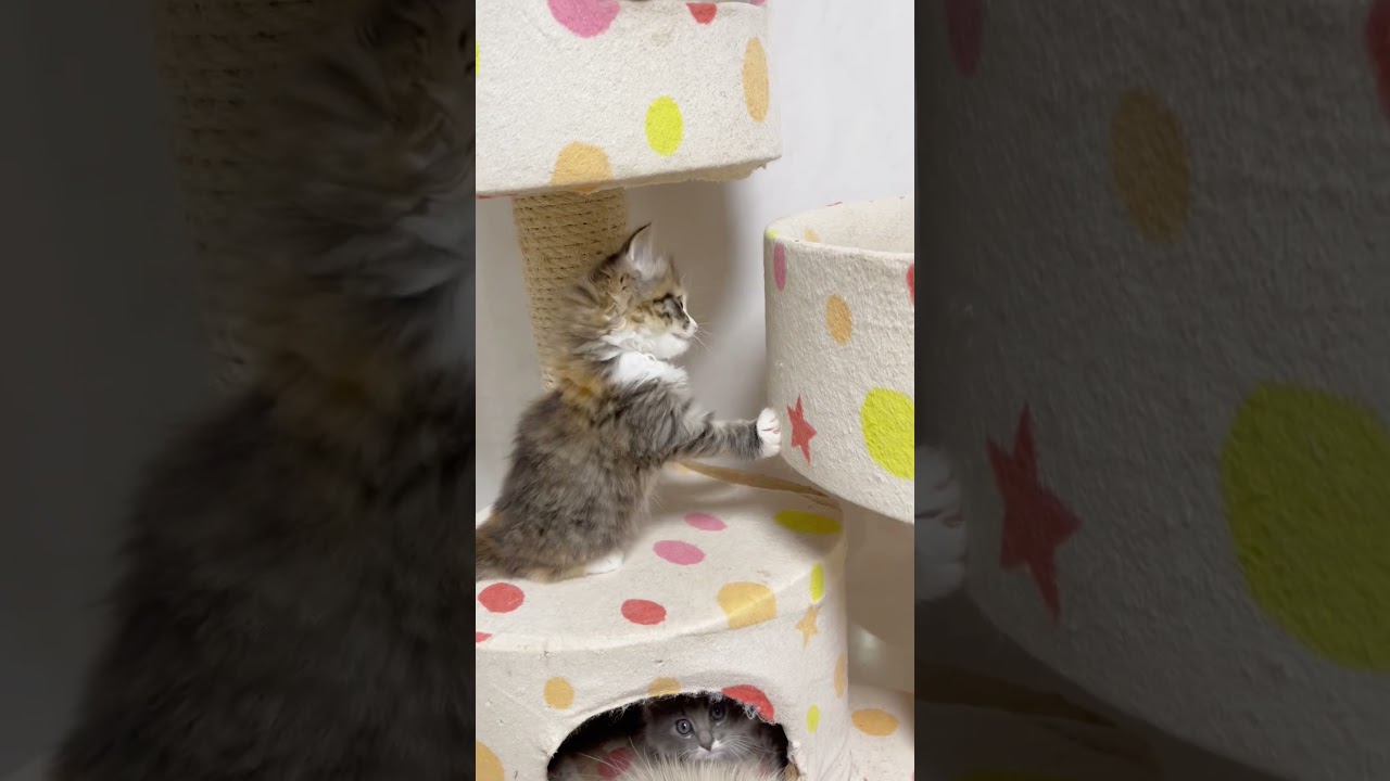 かわいいミヌエットちゃん🩷 【お問合せ詳細は説明欄に記載あります】 #猫 #マンチカン #ミヌエット #子猫販売 #猫のいる暮らし #猫動画 #ブリーダー直販 #ラパーマ #子猫 #スクーカム