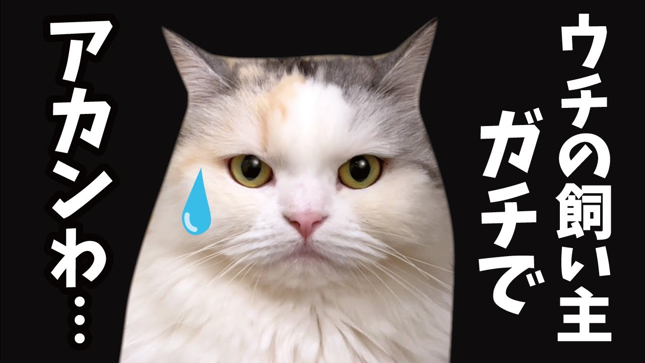 昨日は本当に申し訳ございませんでした…！！！【関西弁でしゃべる猫】