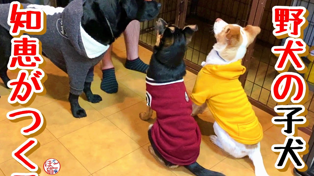 【子猫　保護犬 野犬】野犬の子犬、知恵を付ける