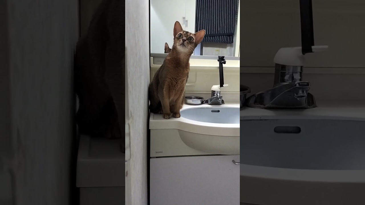 ネコ動画あび＃1503　#shorts　あびの毎日　アビシニアン　あび