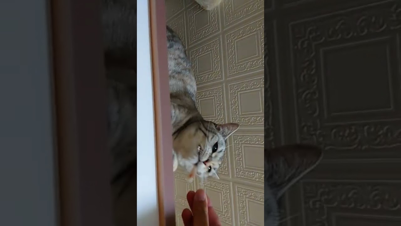 ほしかまを喰らうガトツ