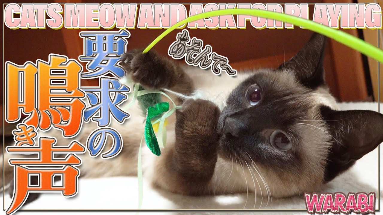 【鳴き声】要求の猫