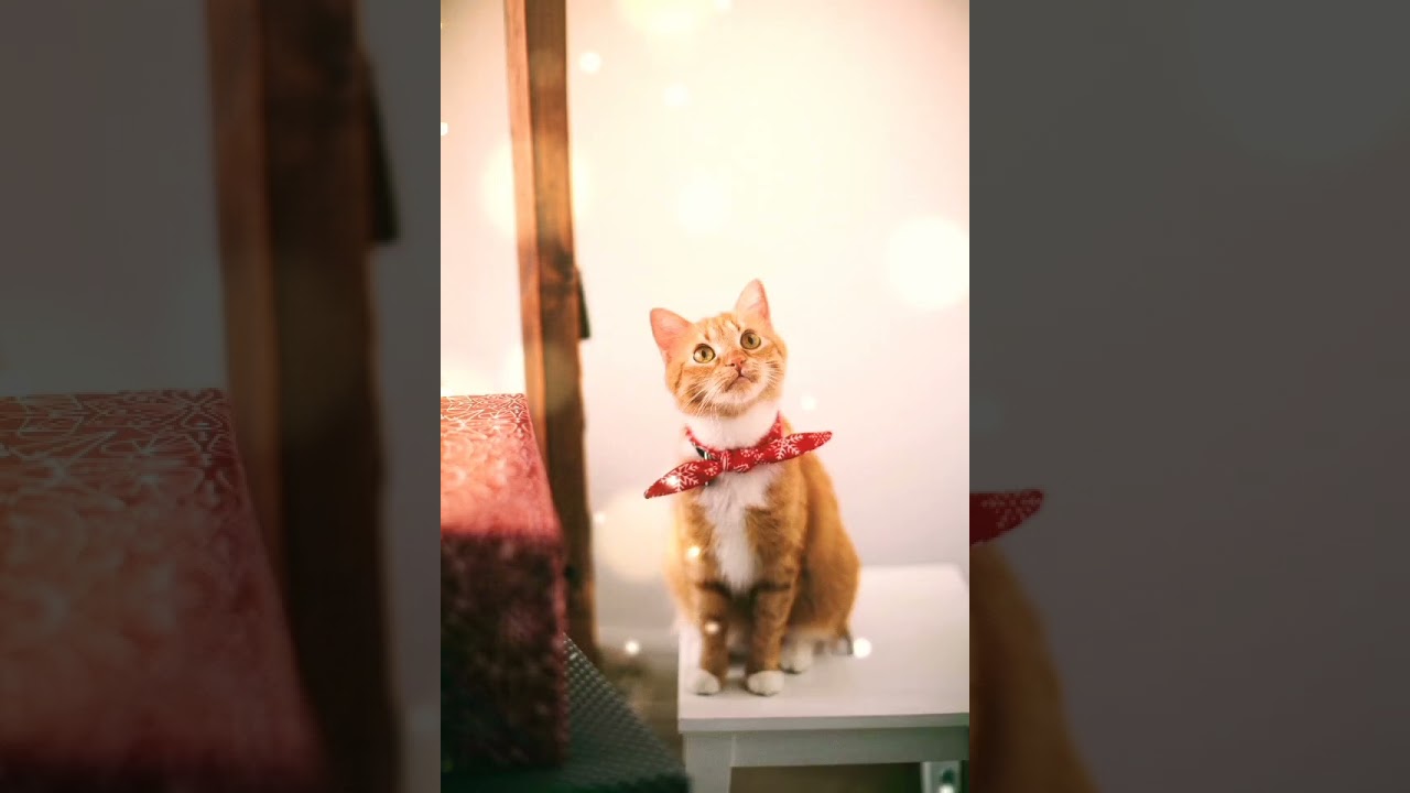 Beautiful Brown Cat 😸😺 #pets #viral New Cat Video #animals