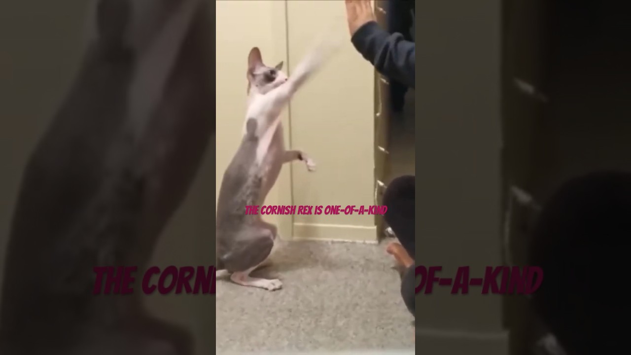 The Cornish Rex is one-of-a-kind #shorts #catshorts #cornishrex #cat #cats