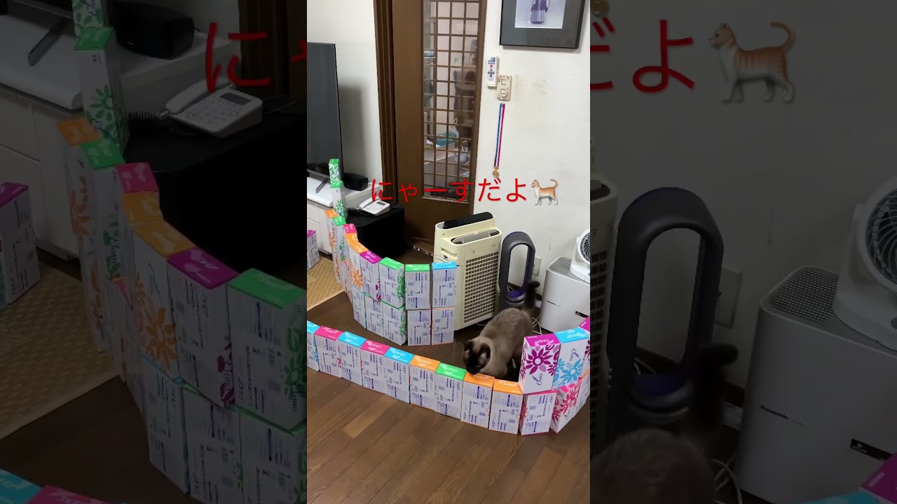 24 シャム猫　にゃーすシニア猫13歳♂ #shorts #シャム猫