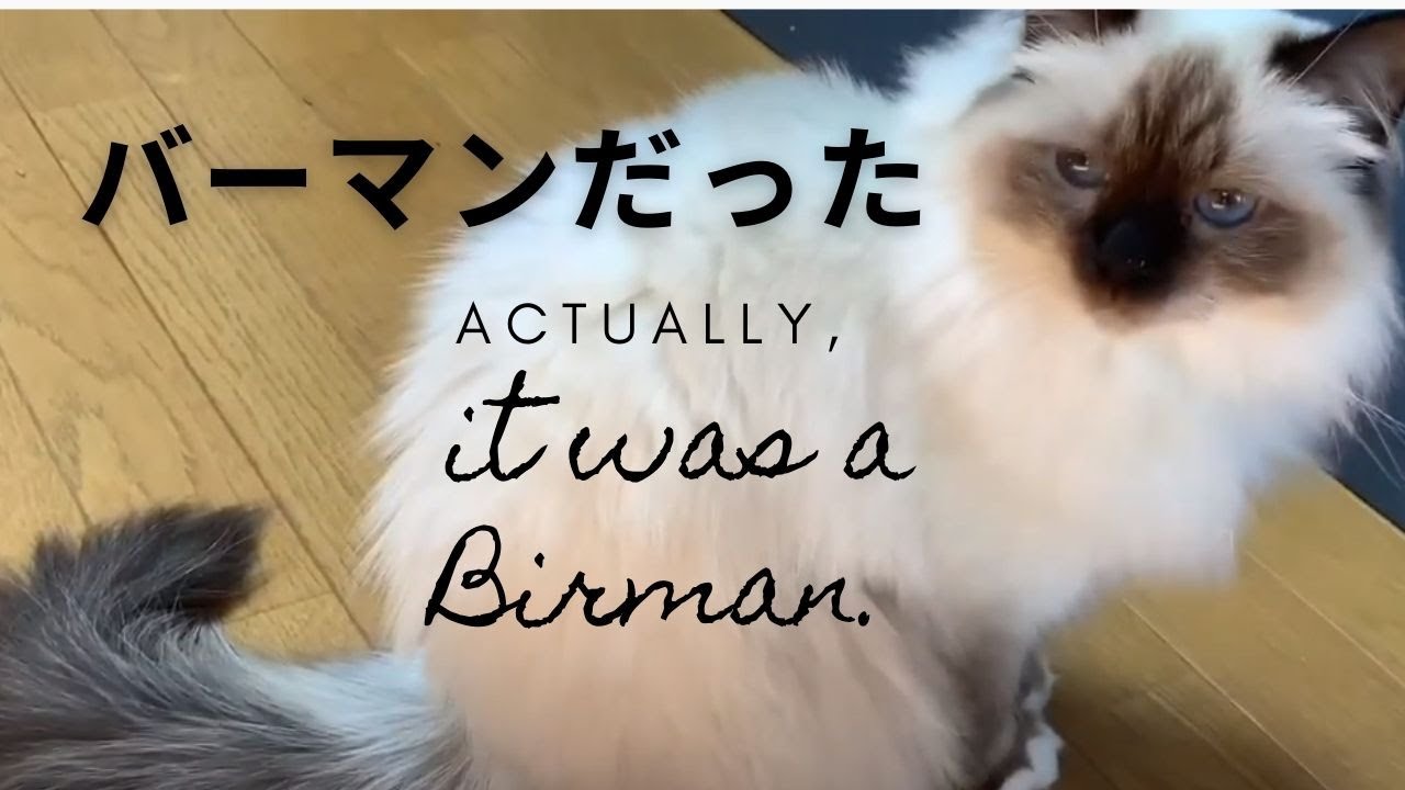 ４匹の猫ちゃんたちはラグドールではなかった！【実はバーマンだった！】（バーマン猫）Birman/Cat