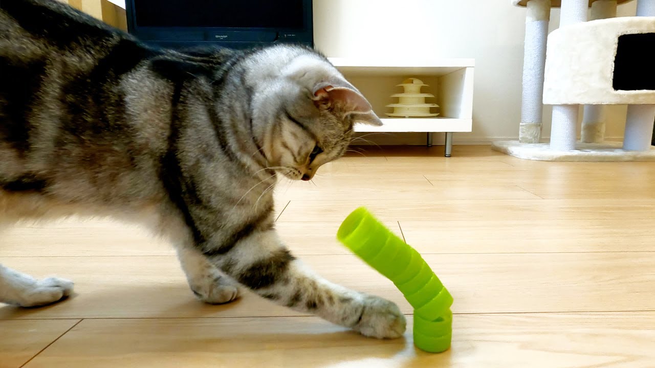 10個積んだペットボトルキャップを倒していく猫【アメリカンショートヘアー】