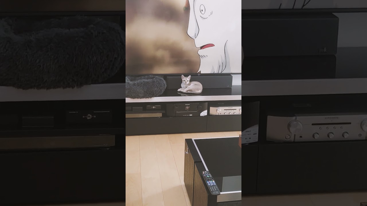 大きなテレビの前の小さい子猫#シンガプーラ#７ケ月#shorts