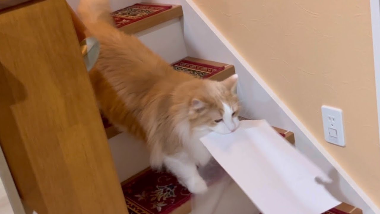 【お届け物】運び屋ルク、諦め気味に…！？ノルウェージャンフォレストキャット❤︎