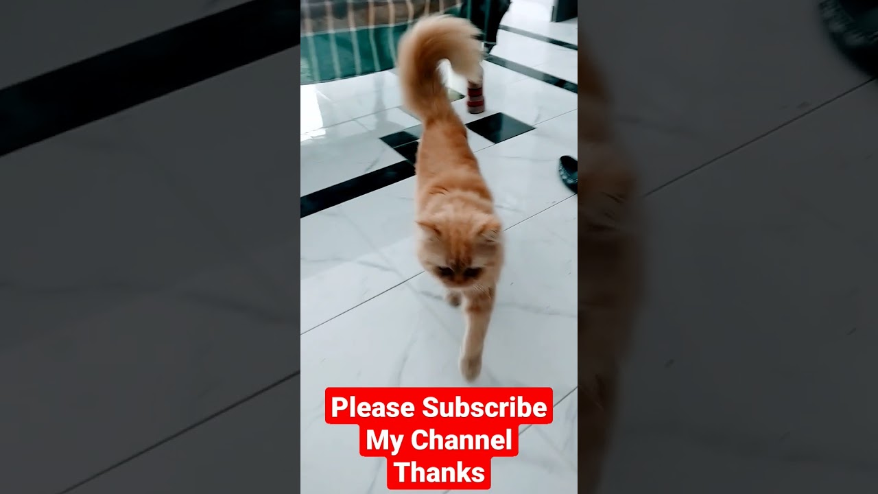 A Persian cat/ Beautiful Cat Videos Brown cat#cats #catshorts #persiancat #browncat #animals
