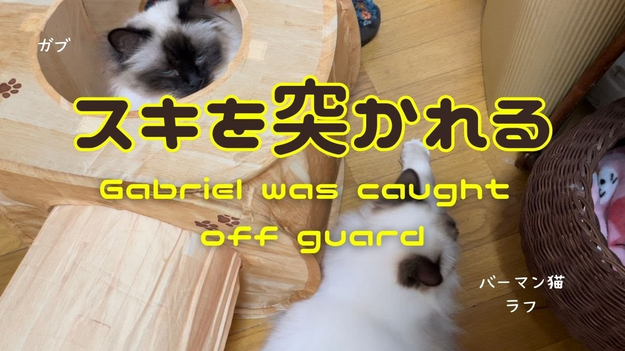 バーマン猫ガブとラフとミカ【スキを突かれる】Gabriel was caught off guard（バーマン猫）Birman/Cat