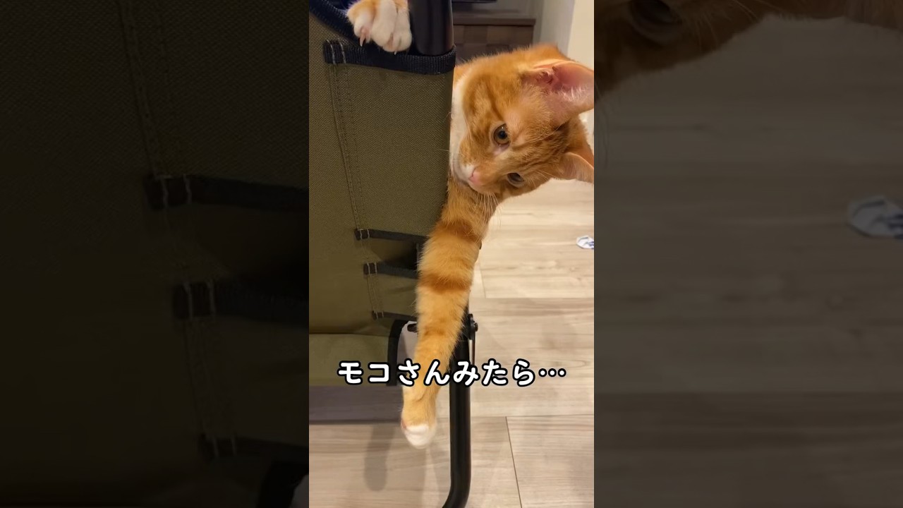 【保護猫】モコさんみたら… #shorts
