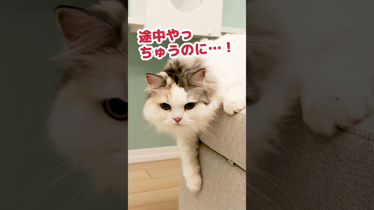 師匠の威圧感に負けた猫 #Shorts