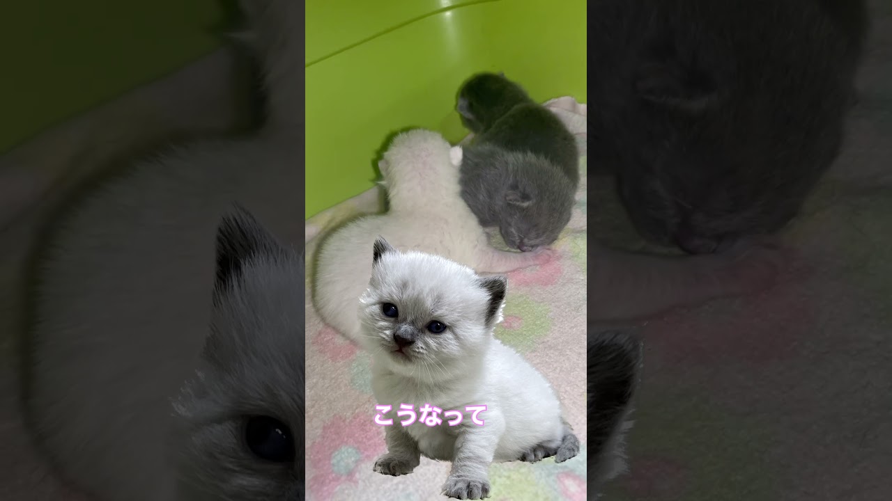 【今は白猫だけど成長すると？】ブリティッシュショートヘア子猫#shorts