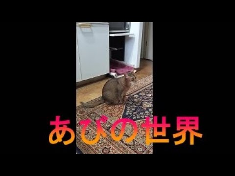 ネコ動画あび＃1702　あびの毎日　アビシニアン　あび
