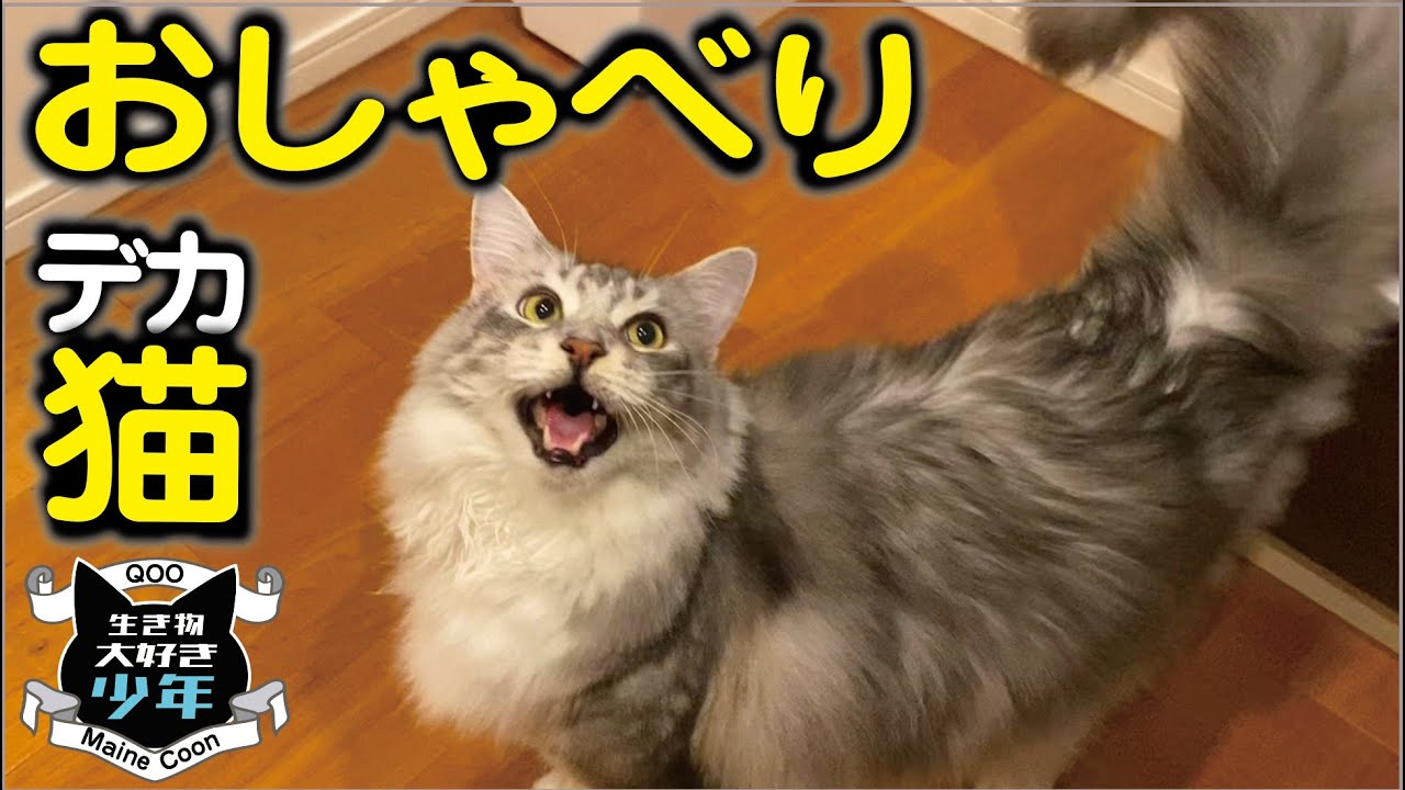 【メインクーン】おしゃべりとおねだり上手な大型猫／猫の鳴き声／ヤガラ／ニホンイシガメ