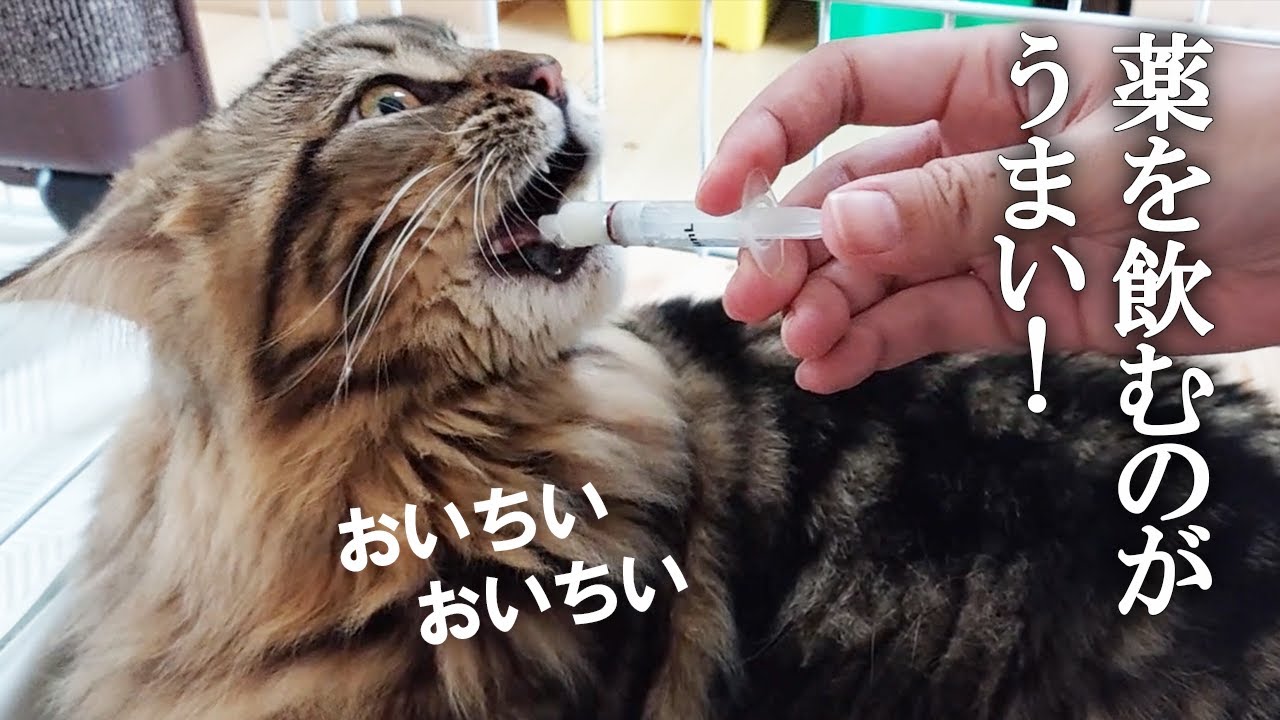 薬を飲むのが上手なサイベリアン子猫……天才かただの食いしん坊か