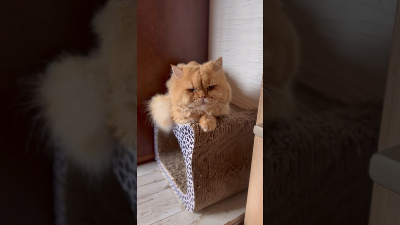 サマーカット後、少しずつ毛が伸びてきたペルシャ猫