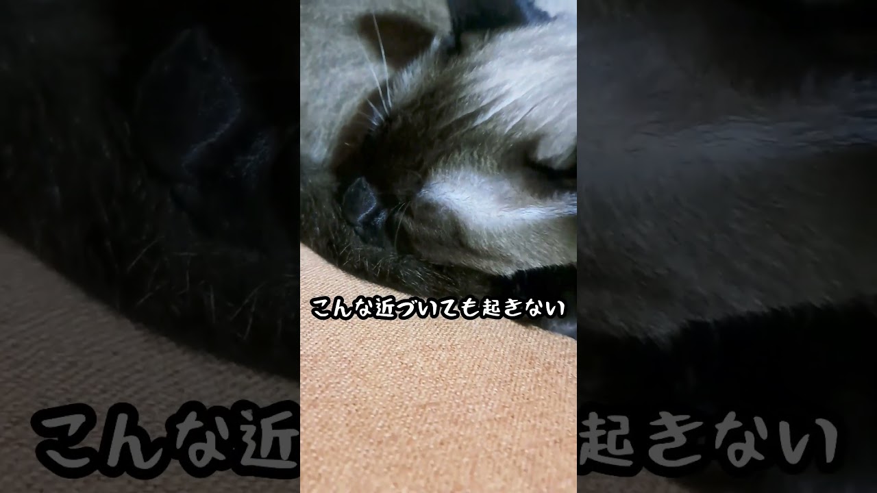【猫】すやすや猫様🐱きもちよさそう🥰#猫 #シャム猫ミックス #shorts