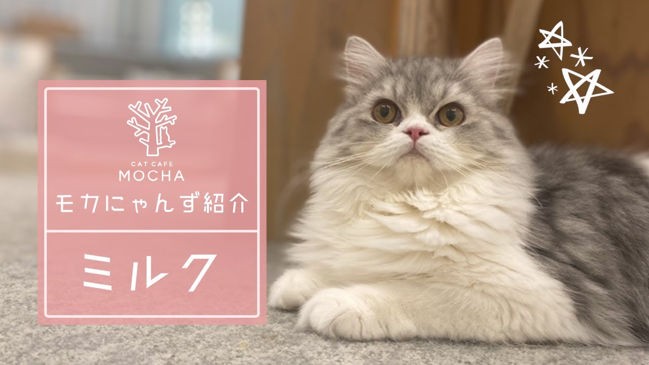 ミルク（ラガマフィン♀）イオンレイクタウン店