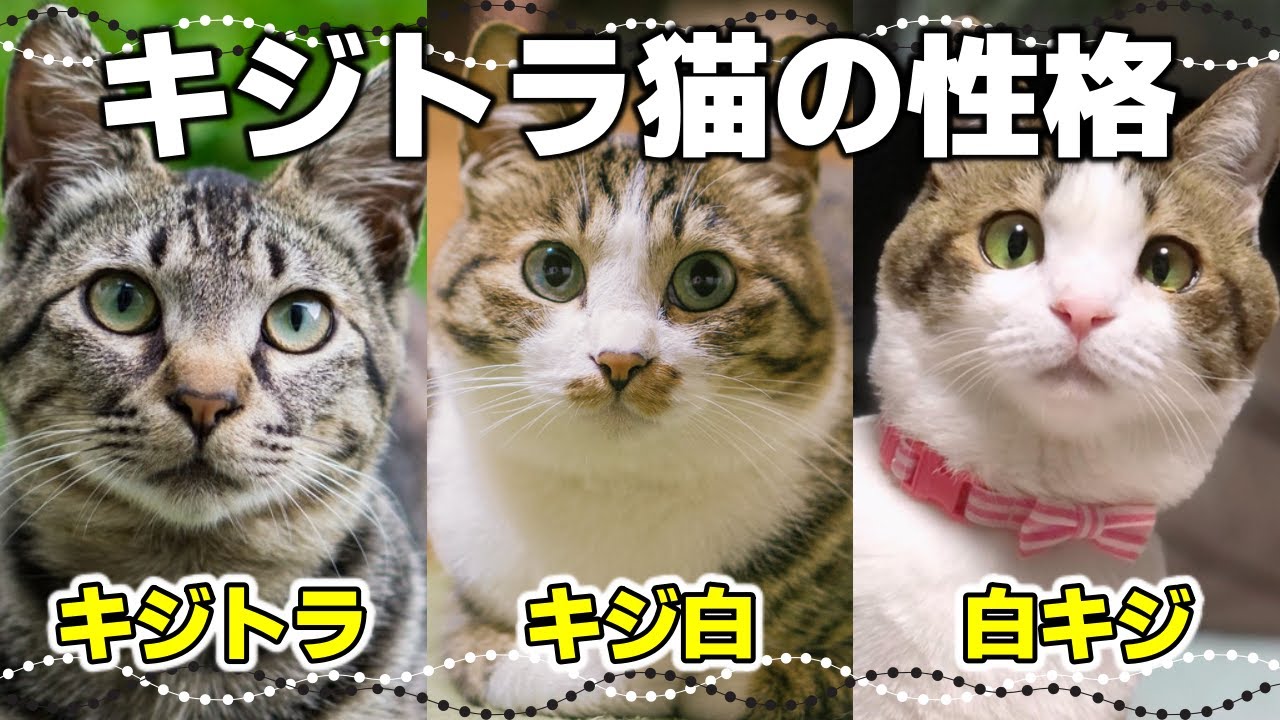 【キジトラの真実】キジトラ猫・キジ白猫の特徴は？白の割合と性格の違い